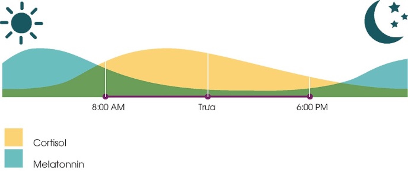 Chu kỳ sản xuất melatonin và cortisol